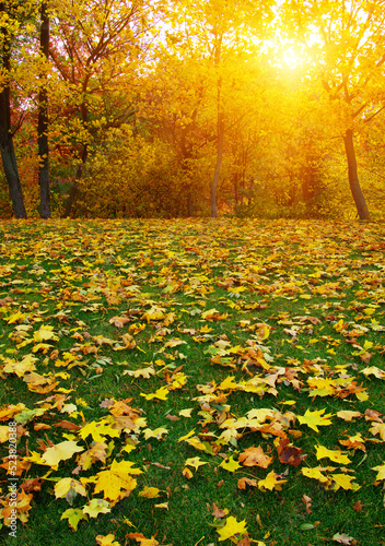 Autumn leaves on green grass