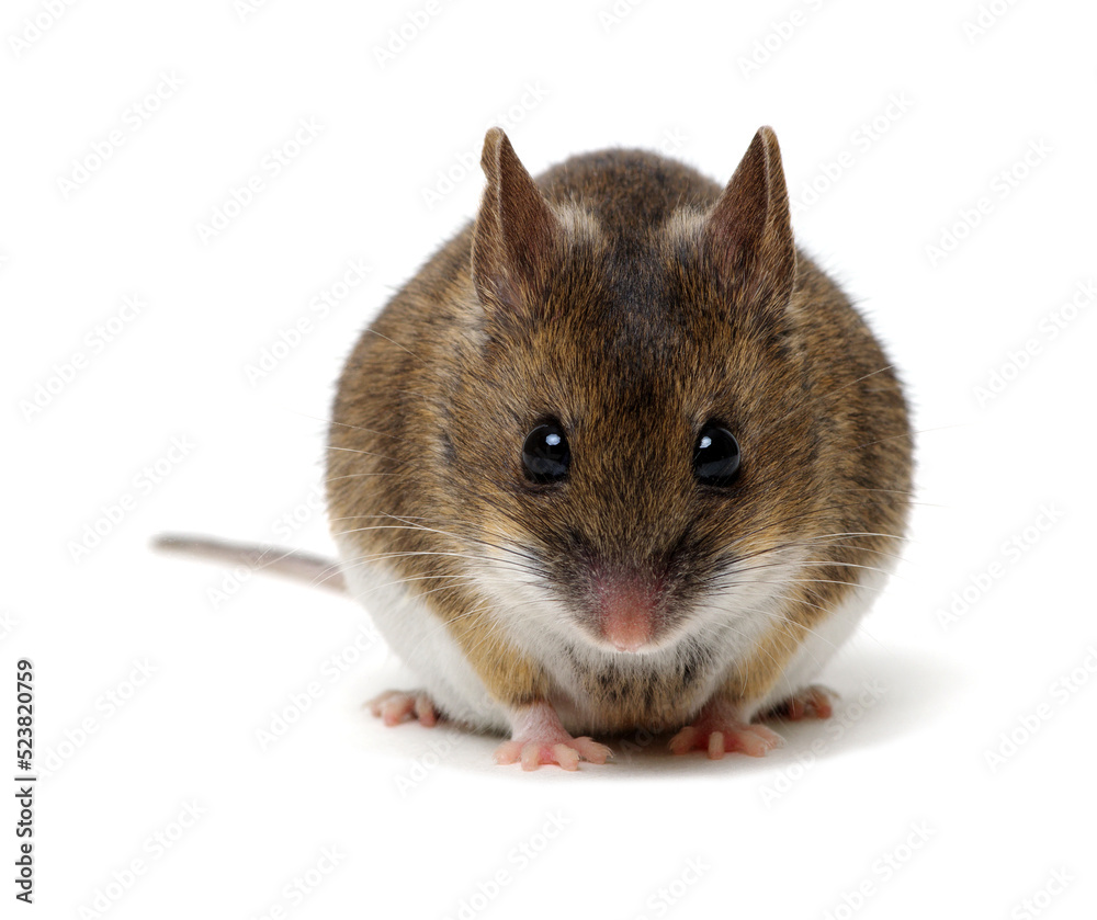 Wood mouse isolated on white Wood mouse isolated on white