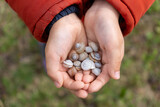 Child's hands close-up. The child holds seashells collected