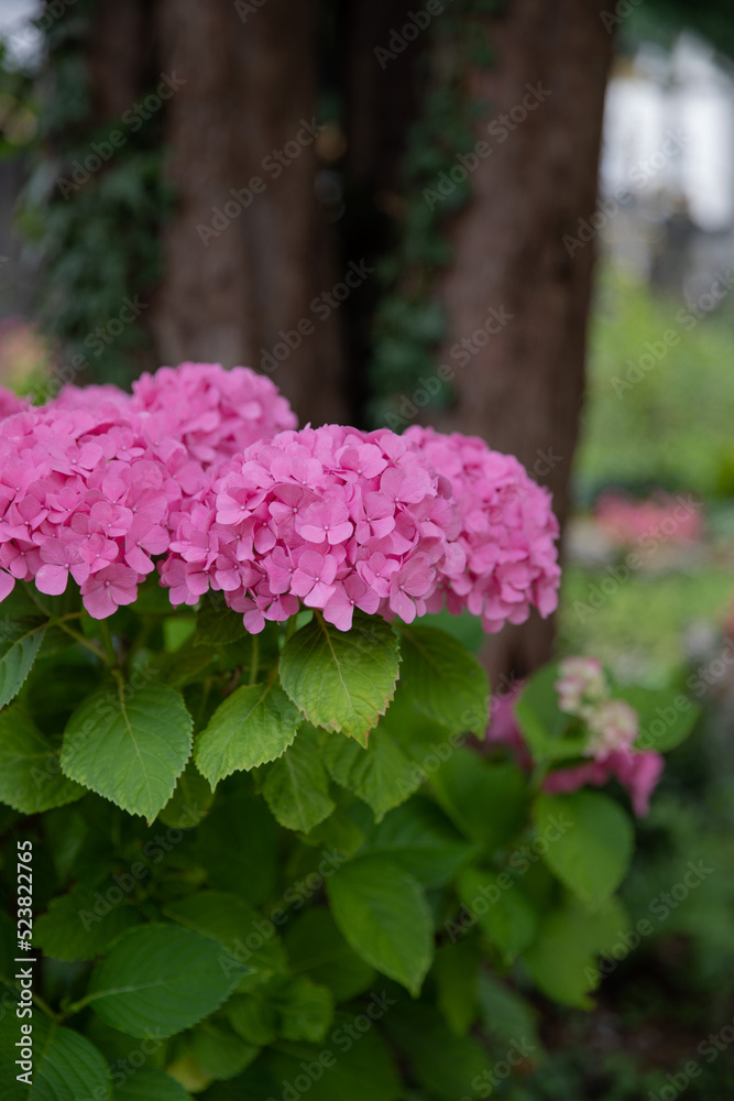 Rose hydrangea bush in the park. Bright juicy hydrangea in the garden. Summer bush. Delicate flowers and green leaves Rose hydrangea bush in the park. Bright juicy hydrangea in the garden. Summer bush. Delicate flowers and green leaves