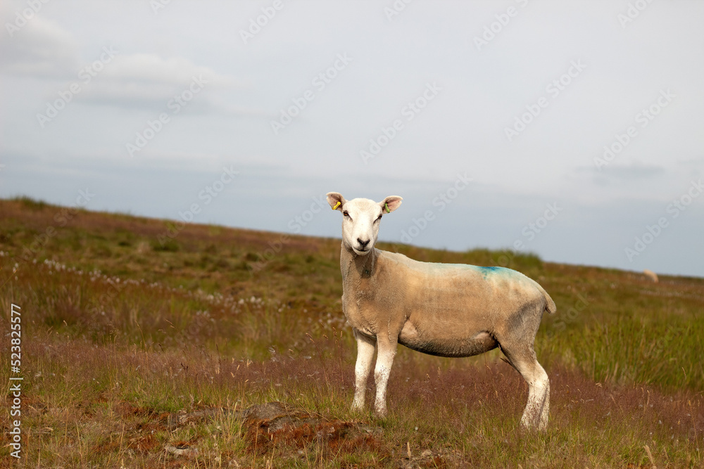 Obraz premium sheep in the field