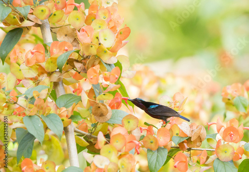 Van Hasselt’s Sunbird