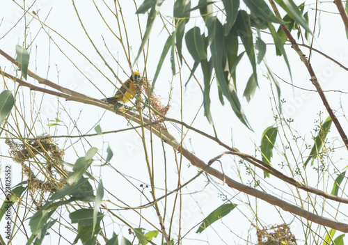 Asian Golden Weaver