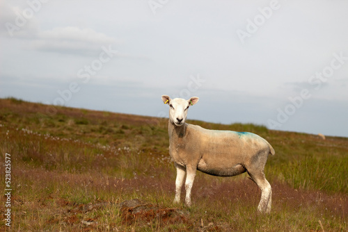 Fototapeta Naklejka Na Ścianę i Meble -  sheep in the field