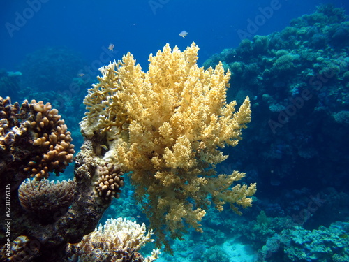 Beautiful coral reefs of the Red Sea.