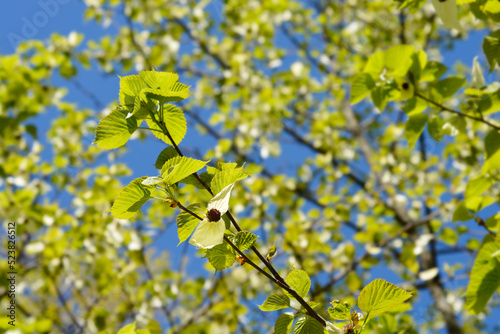 Handkerchief tree