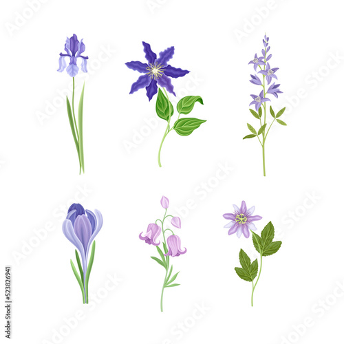 Fototapeta Naklejka Na Ścianę i Meble -  Purple Flower or Delicate Blossom on Green Leafy Stem Vector Set