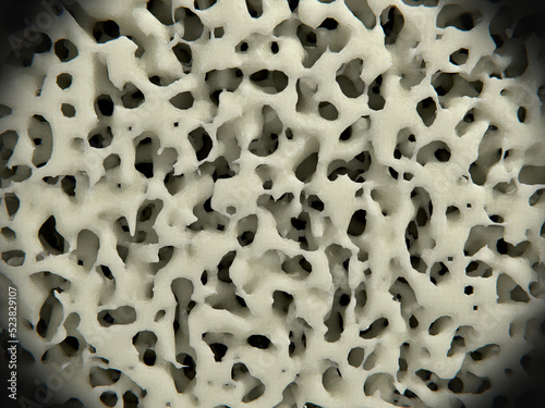 Healthy bone tissue photo