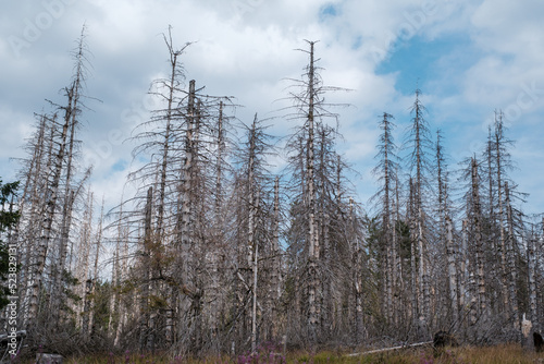 Toter Wald im Harz