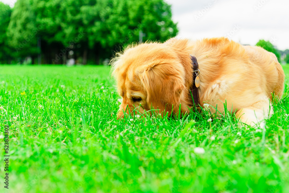 Dog golden labrador sniffing the green grass in sity park. Pet and domestic animal concept.Close up.copy space.