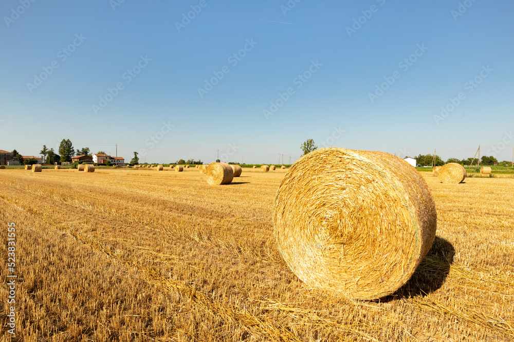 Straw balls on the agricultural field during summer sunny day