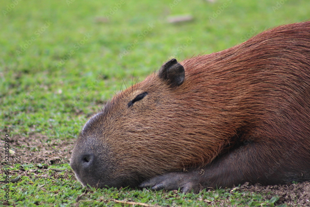 capybara resting on the grass in the park, capybara sleeping on the lawn in the park, animal symbol of Curitiba capybara resting on the grass in the park, capybara sleeping on the lawn in the park, animal symbol of Curitiba