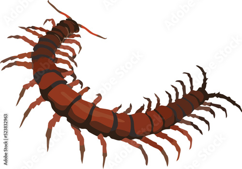 Canvas Print Centipede Insect Animal Vector