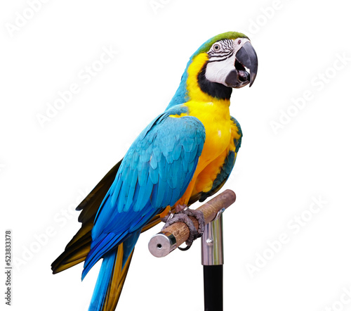 Colorful macaws standing on white with clipping path,