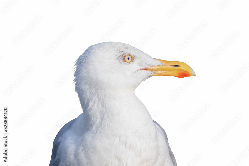 close up of a seagull isolated on white close up of a seagull isolated on white