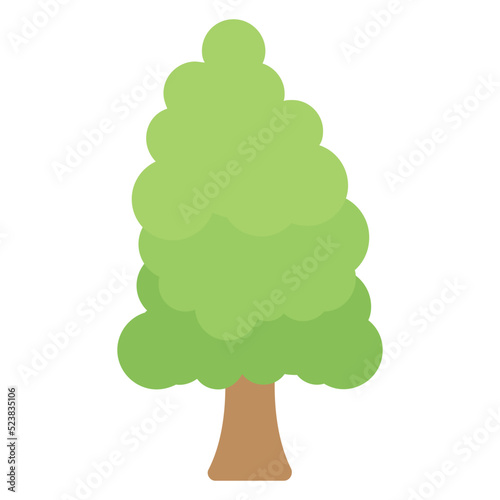 Poplar Tree