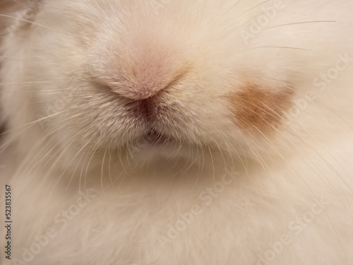 Close up white rabbit nose and mouth showing whiskers.