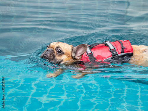 Cute little fawn French Bulldog wearing red life jacket swimming in swimming pool.