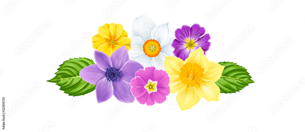 drawing spring flowers of primrose, anemone and narcissus and green leaves isolated at white background , hand drawn botanical illustration