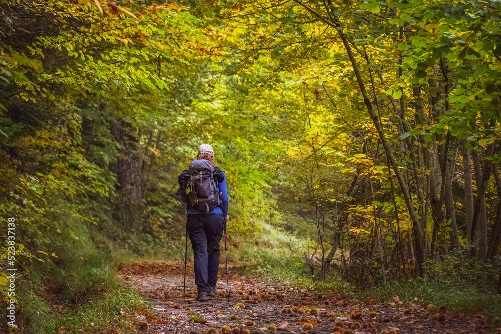 Young woman hiker on a trail during fall foliage with yellow and orange leaves in a forest in autumn. Parco Nazionale delle Foreste Casentinesi, Tuscany, Italy Young woman hiker on a trail during fall foliage with yellow and orange leaves in a forest in autumn. Parco Nazionale delle Foreste Casentinesi, Tuscany, Italy