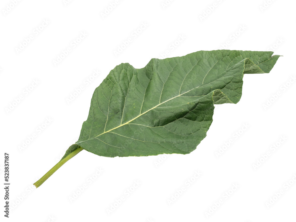 Nan Fui Chao herbal leaves or Bitterleaf tree (Gymnanthemum extensum) isolated on white background. concept Herbal and Vegetable extracts are medications for treating diabetes and heart disease. Nan Fui Chao herbal leaves or Bitterleaf tree (Gymnanthemum extensum) isolated on white background. concept Herbal and Vegetable extracts are medications for treating diabetes and heart disease.