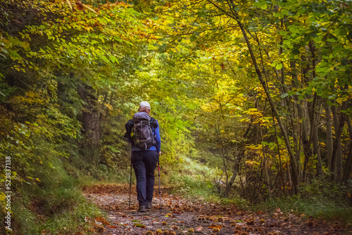 Young woman hiker on a trail during fall foliage with yellow and orange leaves in a forest in autumn. Parco Nazionale delle Foreste Casentinesi, Tuscany, Italy