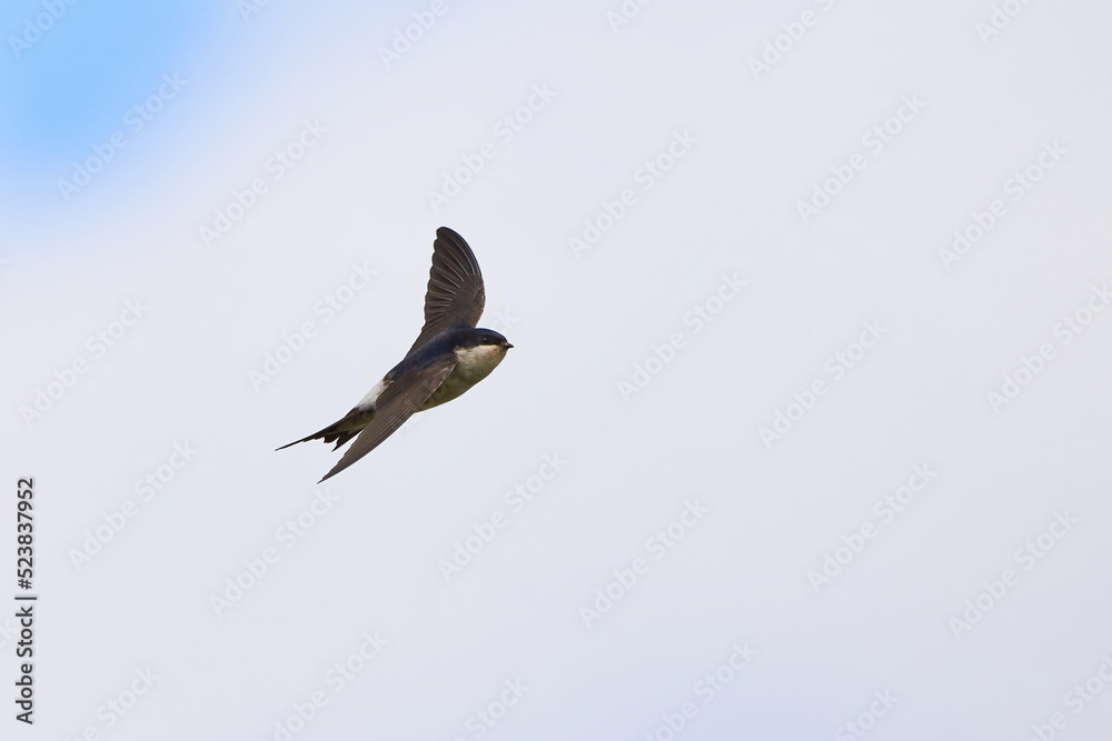 Obraz premium Common house martin bird in flight (Delichon urbicum)