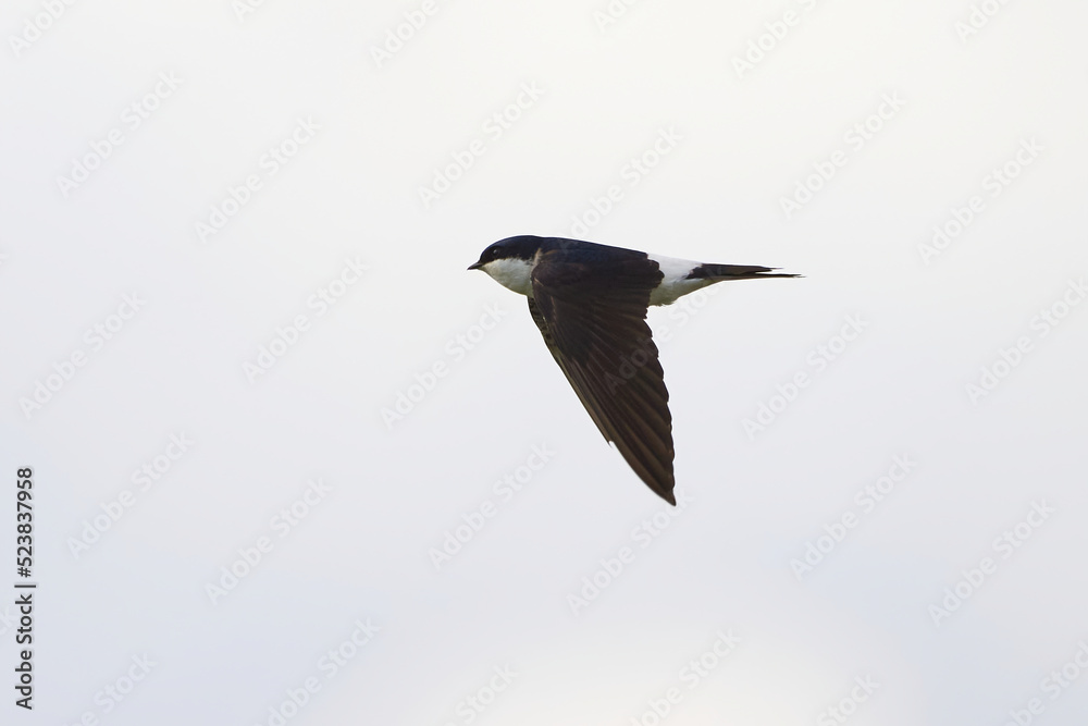 Common house martin bird in flight (Delichon urbicum) Common house martin bird in flight (Delichon urbicum)