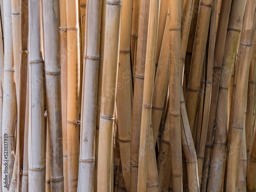 Horizontal background image of a stand of living bamboo  the plants  golden stems warm and peaceful.