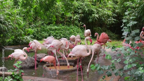 Pink flamingos in the Berlin zoo walk in the pond, eat and drink water in the summer photo