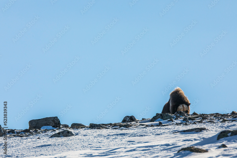 Fototapeta premium Musk Ox in Dovrefjell National Park, Norway