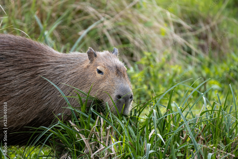Capibara or Carpincho in the Esteros del Ibera Argentina National Park Capibara or Carpincho in the Esteros del Ibera Argentina National Park