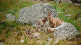 A flock of mountain goats caresses among stones and greenery