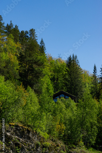 Tall green trees with a house hidden in the Norwegian wilderness