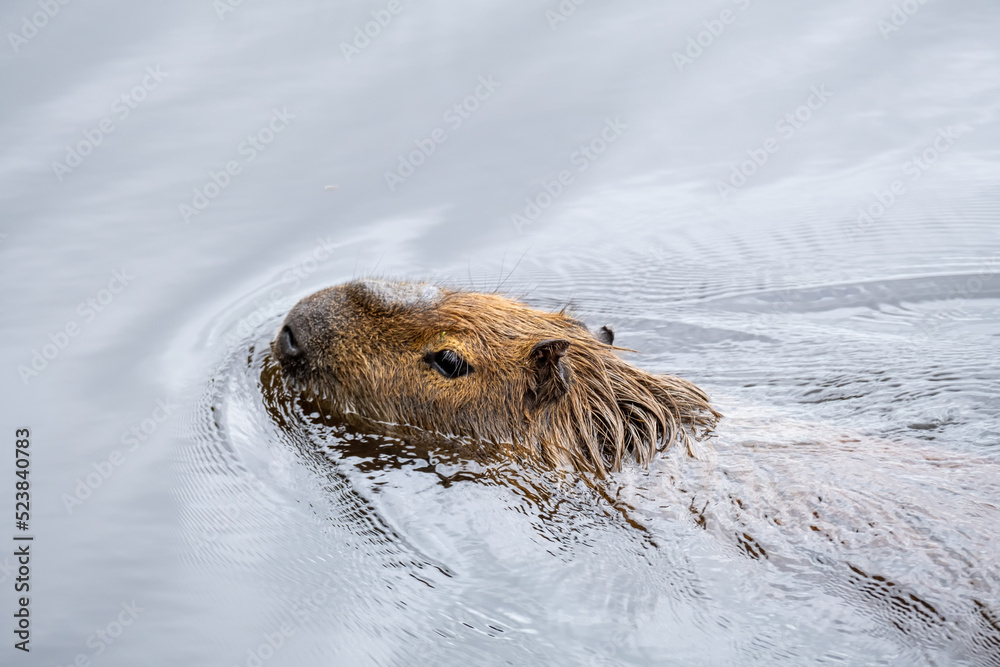 Capibara or Carpincho swimming in the Esteros del Ibera Argentina National  Park Stock Photo | Adobe Stock