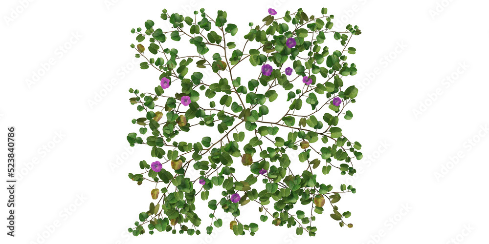 Ivy on a transparent background
Ivy on a transparent background