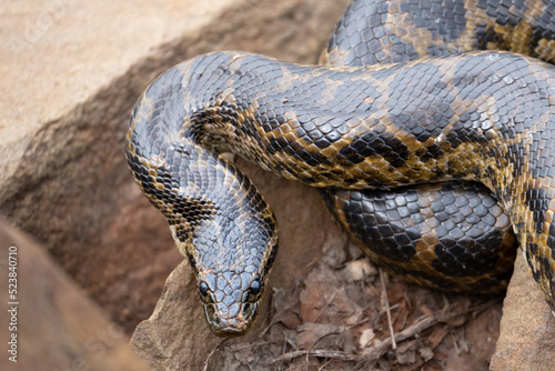 Snake at Esteros del Ibera National Park in Argentina