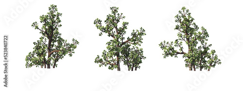 Trees in the desert on a transparent background