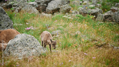 Alpine mountain goat cub looking for food