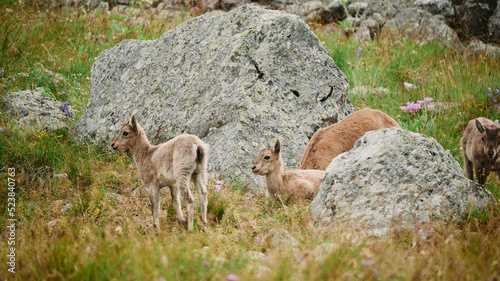 Alpine ibex looking after their parents