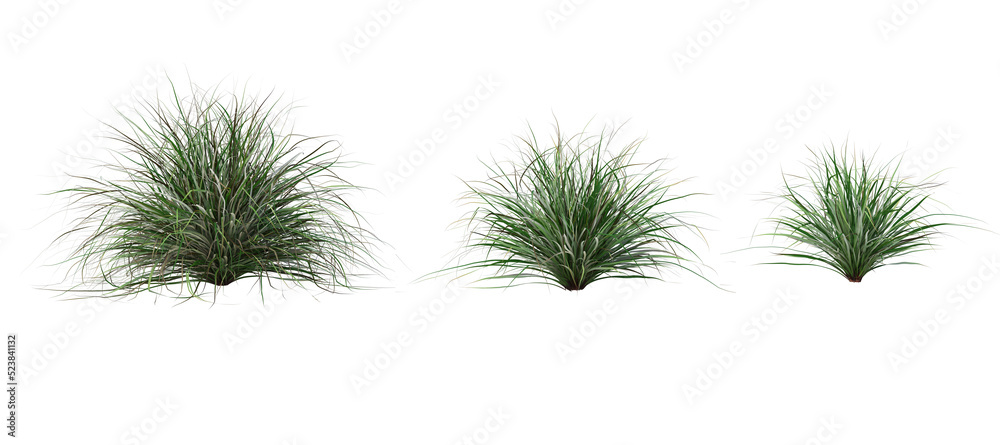 Grass on a transparent background
Grass on a transparent background