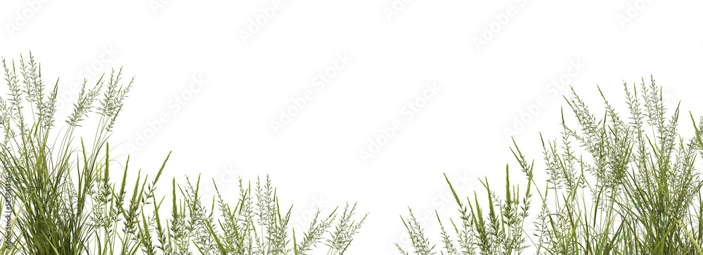 Grass on a transparent background
Grass on a transparent background