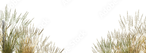 Grass on a transparent background
