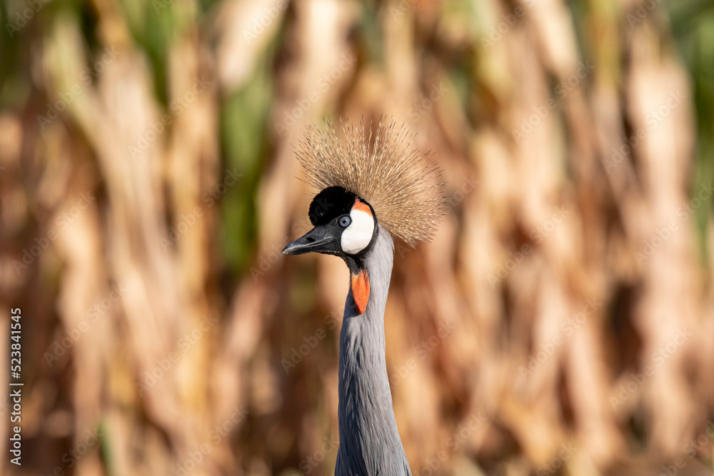 Obraz premium Gru coronata