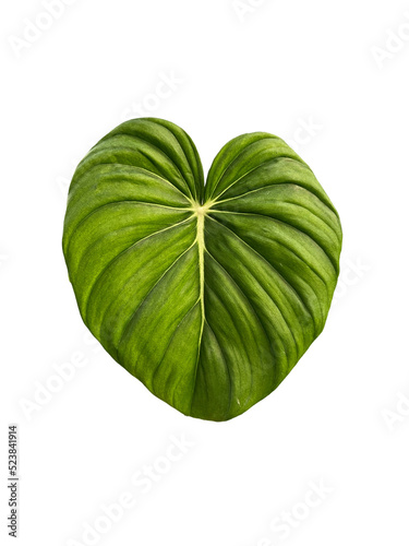 Philodendron McDowell leaf on isolated transparent background. photo