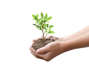 Tree plant in hand isolated on transparent background - PNG format.