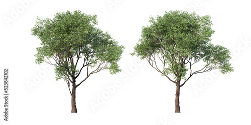 Fototapeta Naklejka Na Ścianę i Meble -  The tree has flowers on a transparent background
