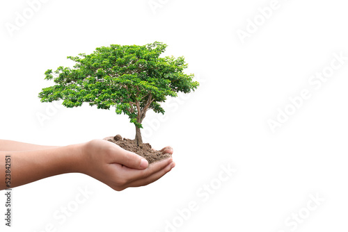 Tree plant in hand isolated on transparent background - PNG format.
