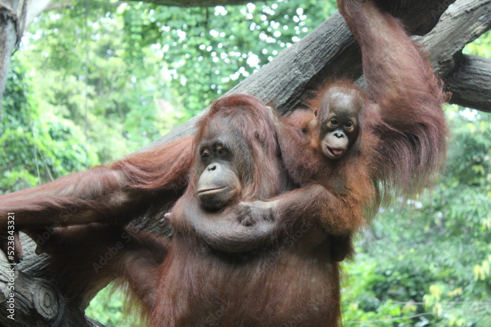 mother and baby Bornean Orangutan (Pongo pygmaeus wurmbii) on zoo mother and baby Bornean Orangutan (Pongo pygmaeus wurmbii) on zoo