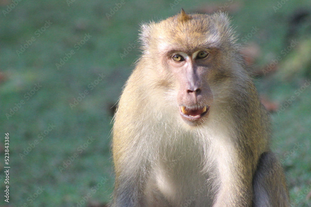 Macaca facicularis, cercopithecine primate native to Southeast Asia Macaca facicularis, cercopithecine primate native to Southeast Asia